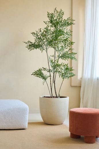 The Artificial Plant Ruscus 180 cm, with slender branches and green leaves, stands on a beige floor next to a white textured sofa and a round terracotta footstool in a softly lit room with cream-colored walls and transparent white curtains.
