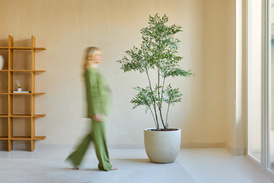 A person in green walks past the Artificial Ruscus plant 180 cm, a tall potted plant in a minimalist room with light walls, a window and a wooden shelf. The figure appears vaguely in motion.