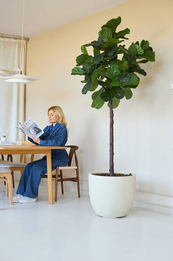 A woman in blue reads a magazine at a wooden table in a bright room, with the Artificial Plant Ficus Tobacco Plant Deluxe 215 cm as a stylish interior decor with large green leaves in the foreground.