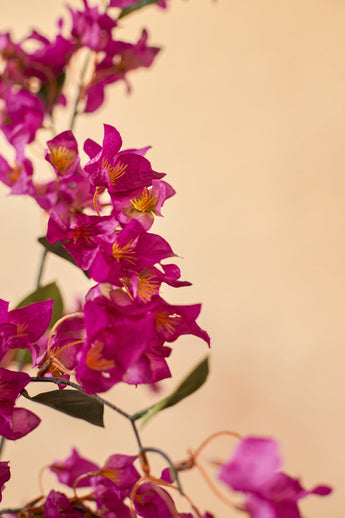 De Kunstplant Bougainvillea 150 cm Paars heeft levendige magenta bloemen met een geel hart en groene bladeren op een zachtbeige achtergrond. Dit realistische ontwerp is perfect om een op de natuur geïnspireerde elegantie toe te voegen aan je interieur.