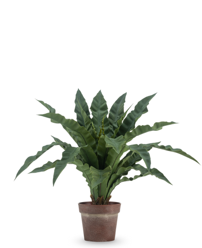 De Kunstplant Nestvaren 61 cm heeft lange, golvende groene bladeren in een bruine, rustieke pot tegen een effen witte achtergrond.