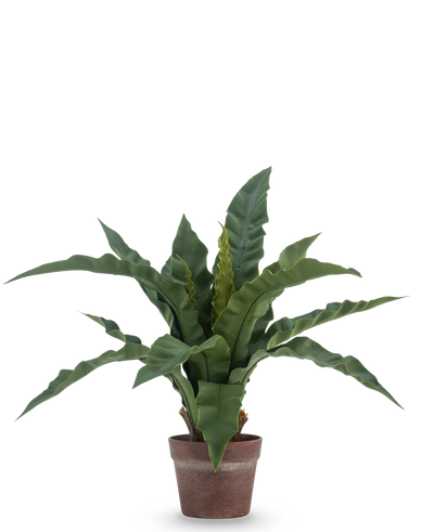 De Kunstplant Nestvaren 49 cm heeft lange, golvende groene bladeren in een bruine kleipot, tegen een effen witte achtergrond.