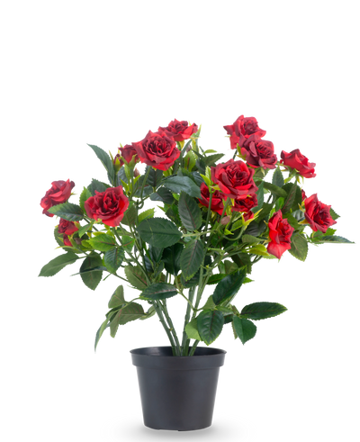 Een Kunstplant Patio-roos 35 cm in rood/zwart heeft levendige rode kunstrozen met weelderige groene bladeren in een zwarte pot, tegen een effen witte achtergrond.