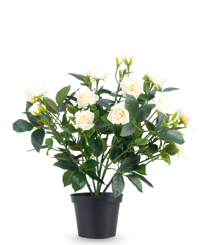 De Kunstplant Patio-roos 35 cm crème heeft meerdere stelen, groene bladeren en crèmekleurige bloesems in een pot, tegen een effen witte achtergrond.