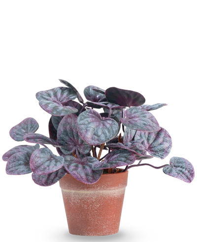 De Kunstplant Rugose blad 16 cm grijs is een kunstplant met ronde, bonte bladeren in paarse en groene tinten in een terracotta pot tegen een effen witte achtergrond.