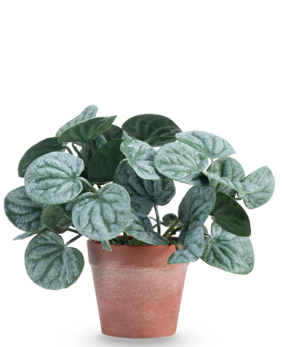 De Kunstplant Rugose blad 16 cm groen is een kunstplant met ronde, groene bladeren en lichte zilverachtige nerven, gepresenteerd in een roodbruine kleipot tegen een effen witte achtergrond.