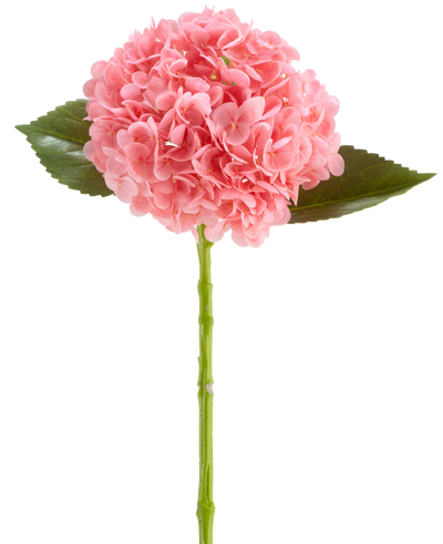 De Kunstbloem Charlotte Hortensia Real Touch donker roze is een kunsthortensiabloem van 55 cm lang, met een ronde tros donkerroze bloemblaadjes en groene blaadjes op een lange steel, geïsoleerd op een witte achtergrond.