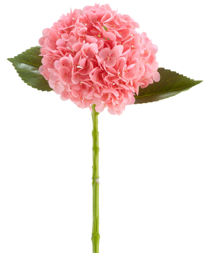 De Kunstbloem Charlotte Hortensia Real Touch donker roze is een kunsthortensiabloem van 55 cm lang, met een ronde tros donkerroze bloemblaadjes en groene blaadjes op een lange steel, geïsoleerd op een witte achtergrond.