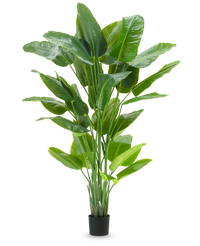 Artificial plant Strelitzia Real Touch Deluxe 210 cm