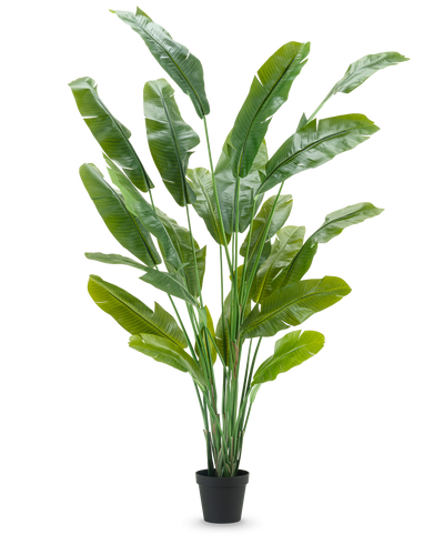 De Kunstplant Strelitzia Nicolai Deluxe 235 cm heeft lange, rechtopstaande groene bladeren in een zwarte pot - ideaal als grote kunstplant voor kamerplanten interieur - tegen een effen witte achtergrond.