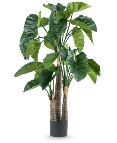 Een Kunstplant Alocasia 150 cm heeft brede groene bladeren en drie dikke bruine stammen in een eenvoudige zwarte cilindrische pot, afgebeeld tegen een witte achtergrond.