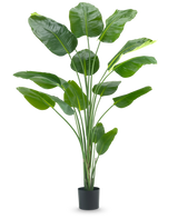 De Kunstplant Strelitzia 210 cm real touch heeft lange, slanke stelen en grote, glanzend groene bladeren tegen een effen witte achtergrond.
