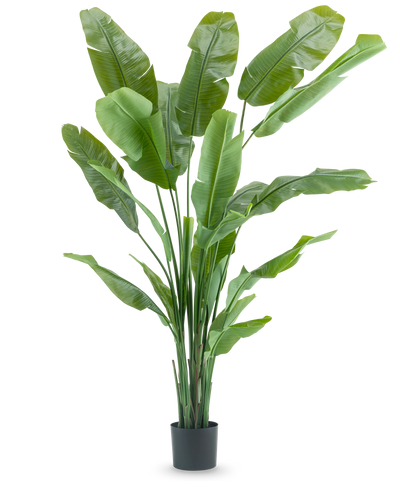 De Kunstplant Strelitzia Nicolai Deluxe 215 cm heeft lange, brede groene bladeren als een paradijsvogel of bananenplant en wordt geleverd in een eenvoudige zwarte pot, tegen een effen witte achtergrond.