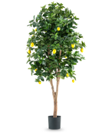 De Kunstplant Citroenboom 180 cm is een hoge, kunstmatige citroenboom met weelderige groene bladeren en levendige gele citroenen tegen een effen witte achtergrond.