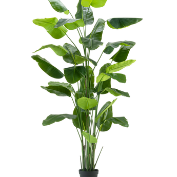 The Artificial Plant Strelitzia Real Touch Deluxe 300 cm is a tall artificial plant with long, wide green leaves in a black pot, depicted against a plain white background.