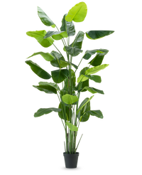 Artificial Plant Strelitzia Real Touch Deluxe 300 cm