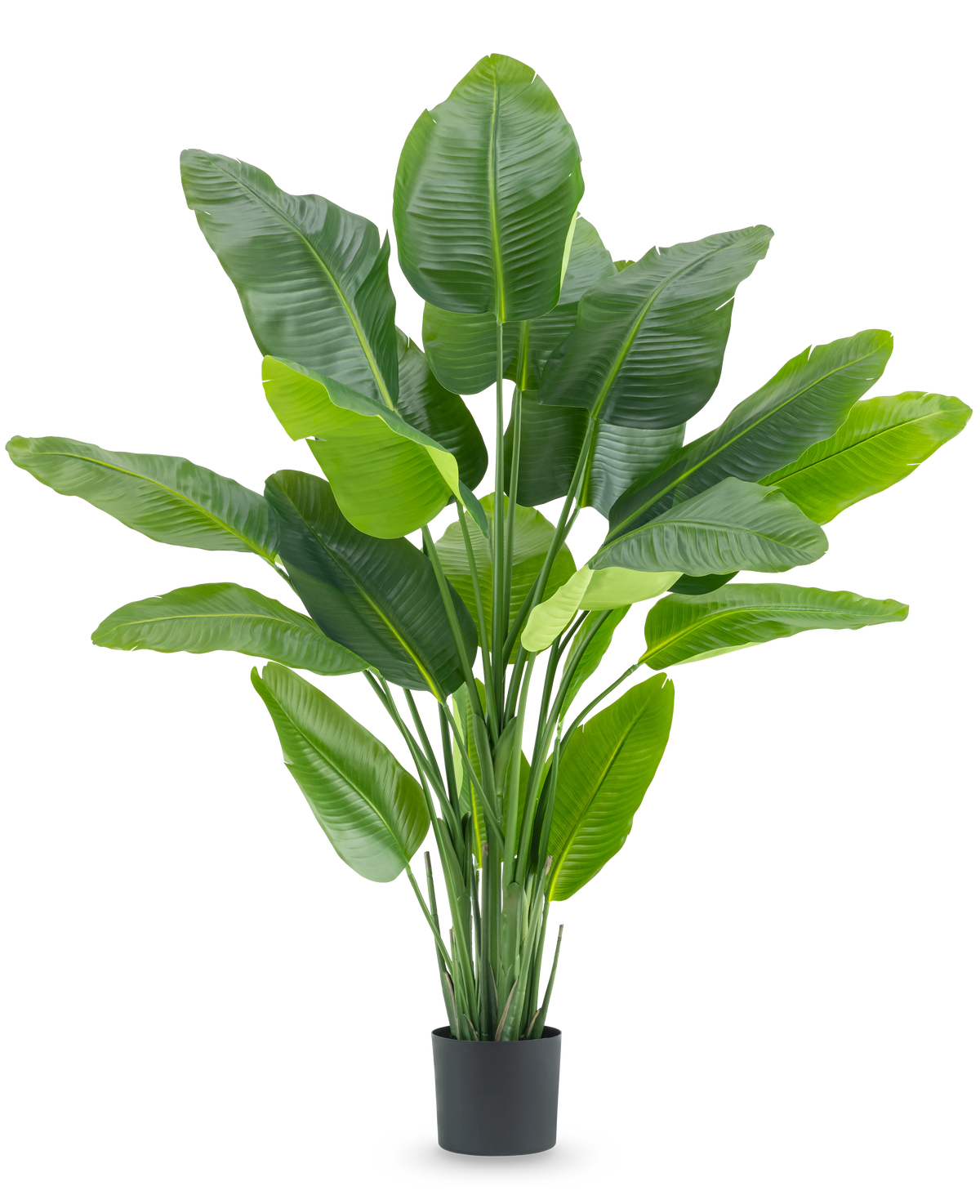 The Artificial Plant Strelitzia Real Touch Deluxe 180 cm is a tall artificial plant with large, shiny green leaves like a tropical bird of paradise, in a simple black pot against a white background.