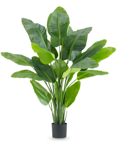 De Kunstplant Strelitzia Real Touch Deluxe 180 cm is een hoge kunstplant met grote, glanzende groene bladeren als een tropische paradijsvogel, in een eenvoudige zwarte pot tegen een witte achtergrond.