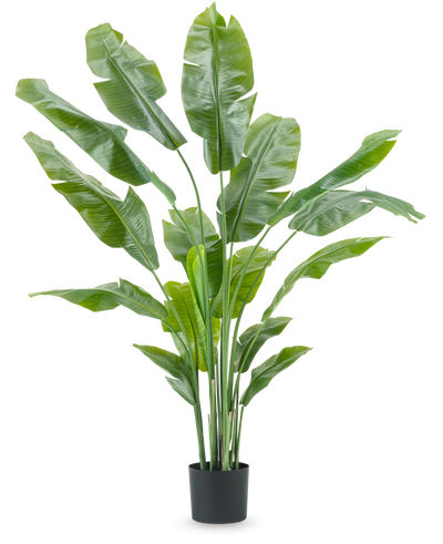 Kunstplant Strelitzia Nicolai Deluxe 180 cm met lange, brede groene bladeren in een eenvoudige zwarte pot steekt af tegen een effen witte achtergrond - een opvallende kamerplant en stijlvol decorstuk voor elk interieur.