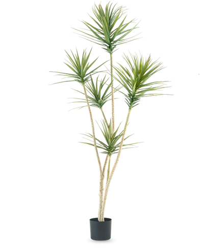 De Kunstplant Dracaena Fragnans 180 cm is een hoge kunstplant met meerdere lange, slanke stengels en trossen stekelige groene bladeren tegen een effen witte achtergrond.