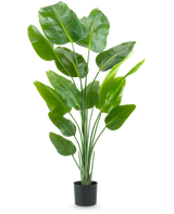 The Artificial Plant Strelitzia 180 cm real touch is a tall, green artificial plant with long stems and large, shiny leaves that resemble a bird of paradise, against a plain white background.