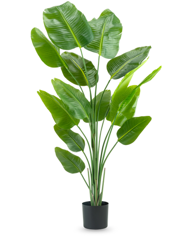 The Artificial Plant Strelitzia 180 cm real touch is a tall, green artificial plant with long stems and large, shiny leaves that resemble a bird of paradise, against a plain white background.