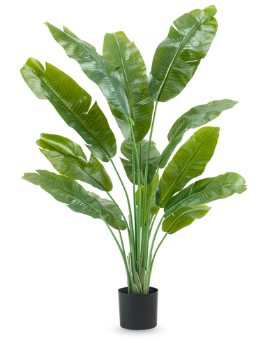 De Kunstplant Strelitzia Nicolai Deluxe 165 cm heeft hoge, brede groene bladeren in een zwarte pot, tegen een witte achtergrond - perfect als groene kunstplant voor je interieur.