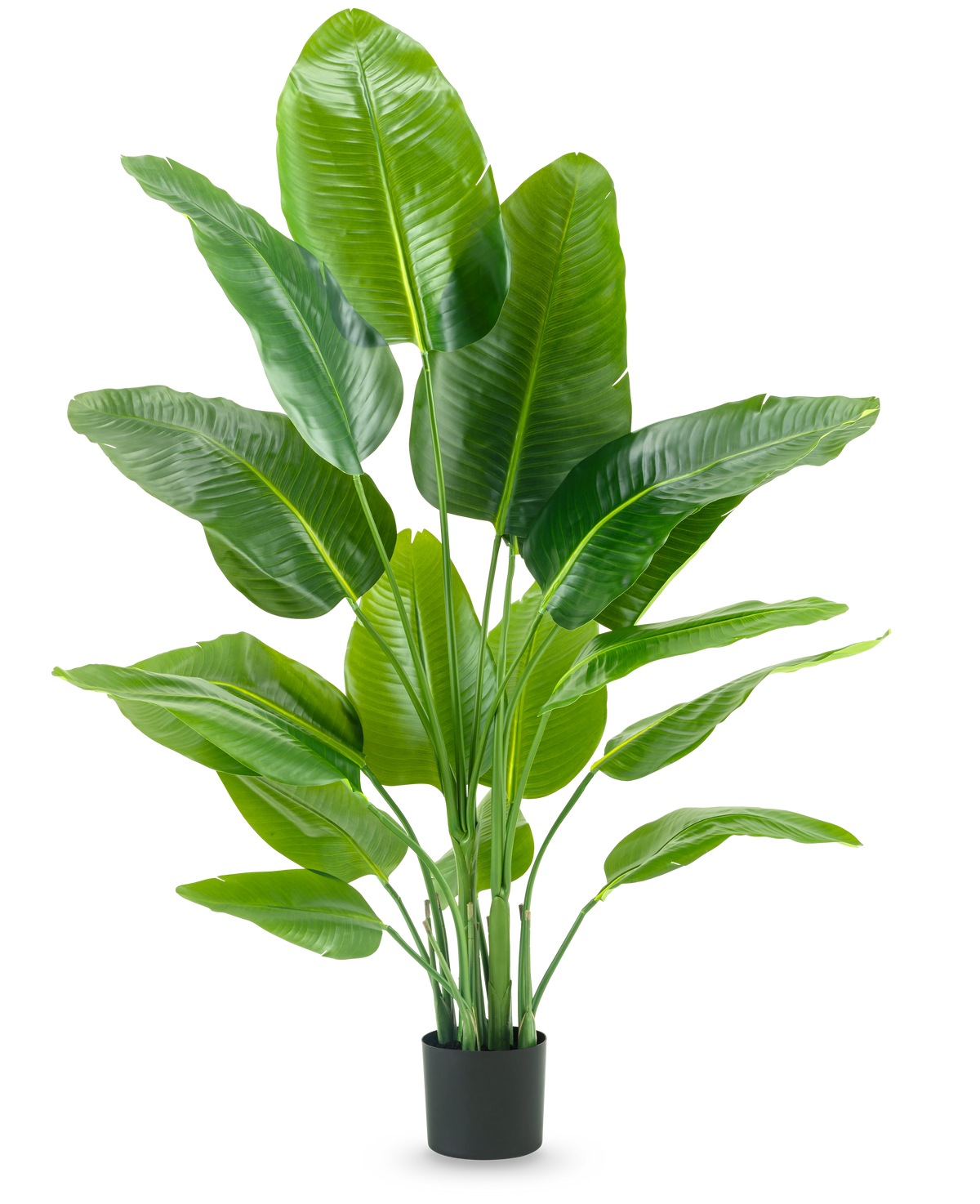The Artificial Plant Strelitzia Real Touch Deluxe 150 cm has high stems with large, glossy green leaves, in a simple black pot against a plain white background.