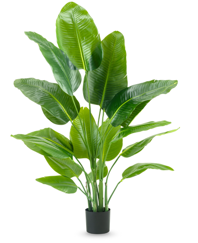 De Kunstplant Strelitzia Real Touch Deluxe 150 cm heeft hoge stelen met grote, glanzend groene bladeren, in een eenvoudige zwarte pot tegen een effen witte achtergrond.