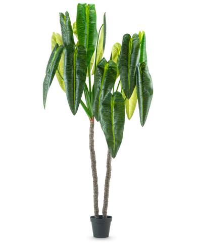 De Kunstplant Anthurium 240 cm is een hoge kunstplant in pot met twee bruine stelen en grote, langwerpige groene bladeren tegen een effen witte achtergrond.