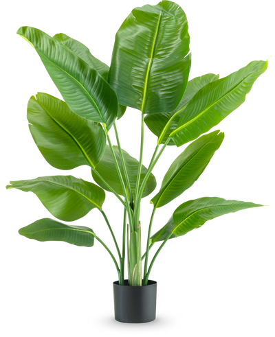 De Kunstplant Strelitzia Real Touch Deluxe 120 cm heeft brede, glanzend groene bladeren op lange stelen, in een eenvoudige zwarte pot en tegen een effen witte achtergrond.