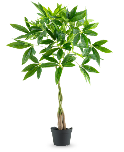 De Kunstplant Pachira 90 cm is een geldboom in pot met een gevlochten stam en trossen glanzend groene bladeren, geïsoleerd afgebeeld op een witte achtergrond.
