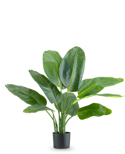 De Kunstplant Strelitzia Real Touch Deluxe 90 cm is een hoge potplant met grote, glanzend groene bladeren, afgebeeld tegen een effen witte achtergrond.