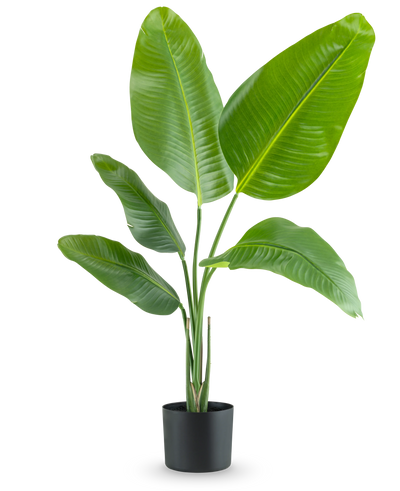 De Kunstplant Strelitzia 90 cm real touch heeft brede, glanzend groene bladeren en wordt geleverd in een eenvoudige zwarte pot, tegen een effen witte achtergrond.