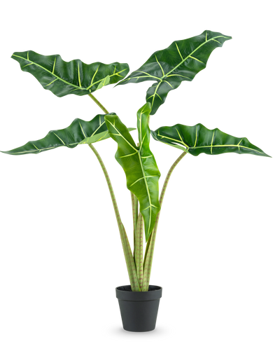 De Kunstplant Alocasia 80 cm heeft grote, donkergroene pijlvormige bladeren met lichtgroene nerven en wordt geleverd in een eenvoudige zwarte pot, tegen een effen witte achtergrond.