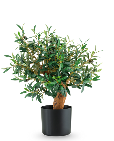 De Kunst Olijfmontage UV 60cm is een kleine olijfboom in pot met weelderige groene bladeren en een stevige stam, gepresenteerd in een strakke zwarte pot tegen een effen witte achtergrond.