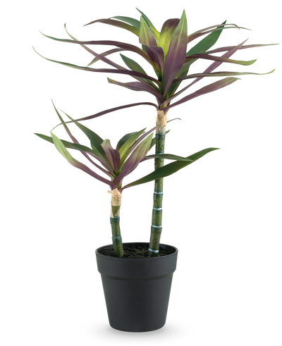 Een Kunstplant Yucca gigantea 53 cm met twee lange, slanke groene stelen met daarop puntige groene en paarse bladeren in een zwarte pot, tegen een witte achtergrond.