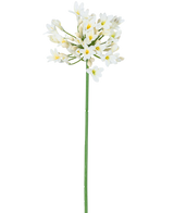 De Kunstbloem Agapanthus 77 cm wit heeft een enkele hoge groene steel met daarop een tros kleine witte bloemen met een geel hart, tegen een effen witte achtergrond.