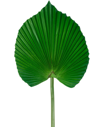 Het Kunstblad 73 cm is een kunstmatig groen palmblad met een waaiervormig, geplooid ontwerp met een lange steel, tegen een effen witte achtergrond.