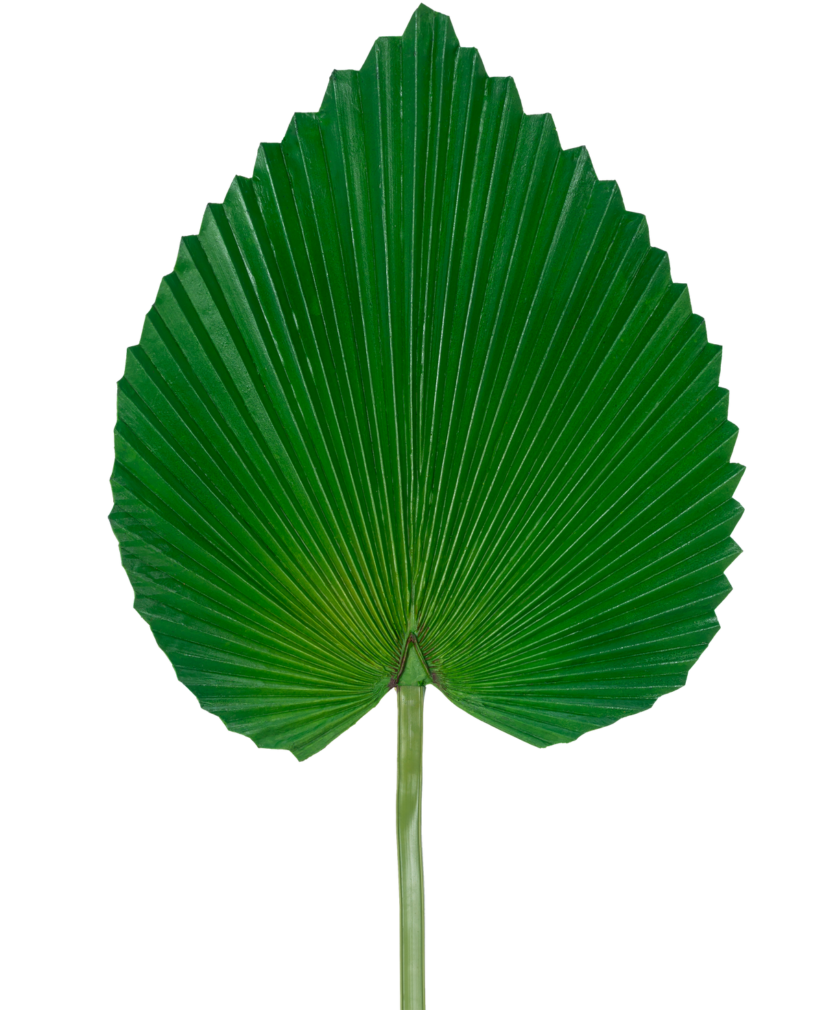 The Artificial Leaf 81 cm is a single large green palm leaf with a fan-shaped, heart-like shape and deep, symmetrical ridges against a plain white background.