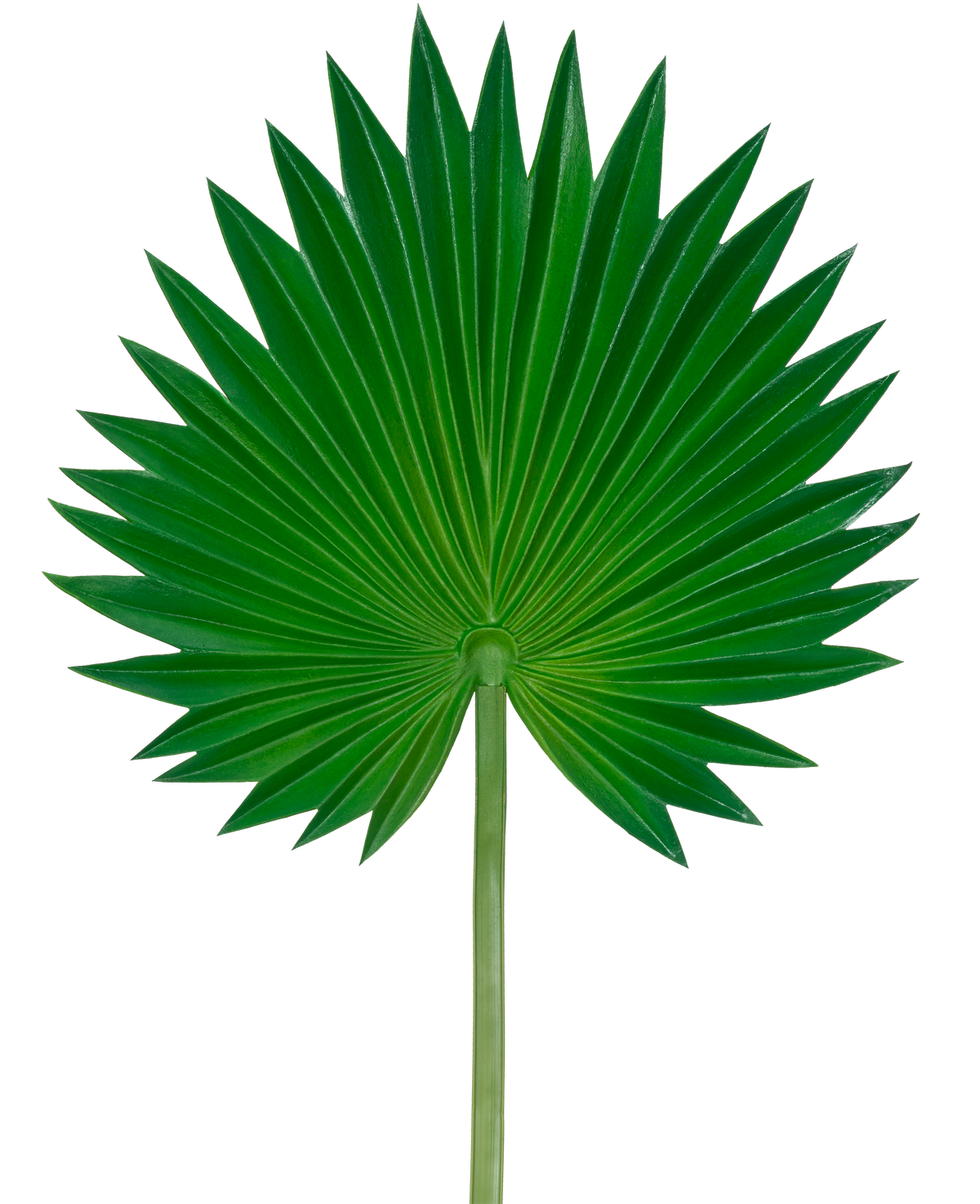 The Artificial Leaf Washingtonia 73cm is a single green palm leaf with a fan shape, flared pointed segments and a long, slender stem, depicted against a plain white background.