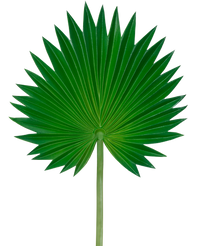 Artificial magazine Washingtonia 73cm