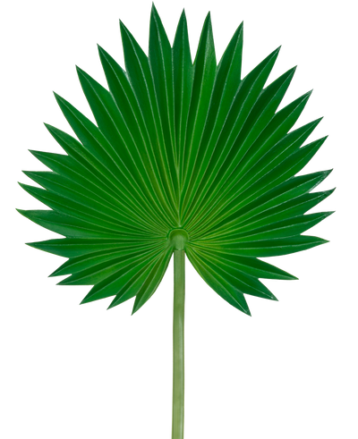 Het Kunstblad Washingtonia 73cm is een enkel groen palmblad met een waaiervorm, uitwaaierende puntige segmenten en een lange, slanke steel, afgebeeld tegen een effen witte achtergrond.