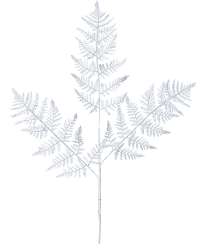De Kunsttak Varen 78 cm zilver heeft een delicaat, lichtgrijs varenblad met drie hoofdtakken van fijn gedetailleerde bladeren tegen een effen witte achtergrond.