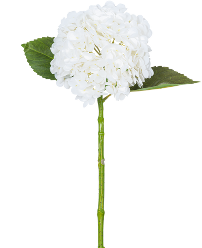 De Kunsthortensia "Annabelle" Real Touch Wit 55cm heeft een enkele witte hortensiabloem met een ronde tros bloemblaadjes, twee grote groene bladeren en een lange groene steel, tegen een effen witte achtergrond.