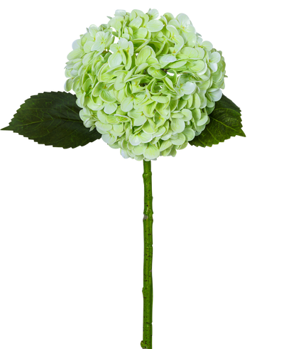 De Kunsthortensia "Annabelle" Real Touch Groen 55cm heeft een enkele lichtgroene hortensiabloem met een ronde tros, twee donkergroene bladeren en een lange steel, allemaal geïsoleerd op een witte achtergrond.
