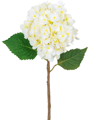 De Kunstbloem Hortensia Real Touch Crème 58 cm heeft een enkele hortensiasteel met een grote tros licht crème bloemen en twee groene bladeren, geïsoleerd op een witte achtergrond.