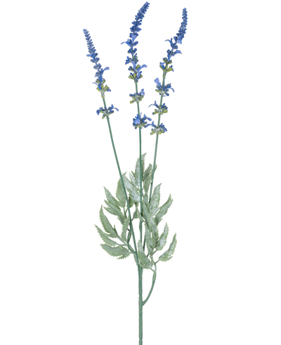 Een botanische illustratie van Kunsttak Lavendel 66 cm blauw toont drie lange, dunne stengels met clusters van kleine blauwe bloemen en langwerpige groene bladeren tegen een witte achtergrond.