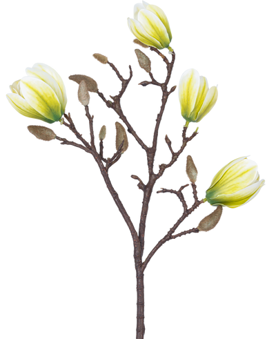 Een Kunstbloem Magnolia 50 cm wit/groen met vier geel-witte bloemen en een aantal pluizige bruine knoppen tegen een witte achtergrond.