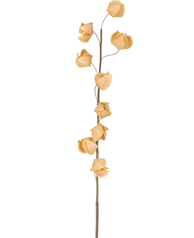 Een Kunstbloem Physalis Lampion 90 cm bruin met een enkele hoge steel en verschillende gedroogde, bruine, papierachtige bolsters verspreid over de lengte, tegen een effen witte achtergrond.